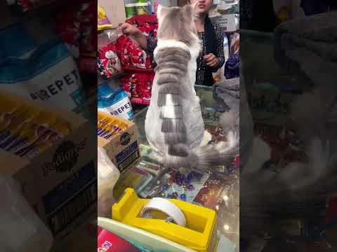 Heavy bone persian cat best hair cut for the male cat | long hair cat