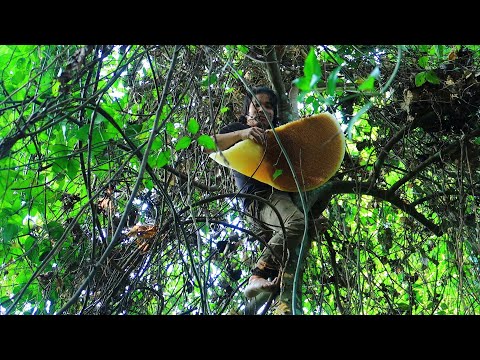 , title : 'Harvesting fruit and weaving mats for cold nights: Survival Alone In The Rainforest | EP.98'