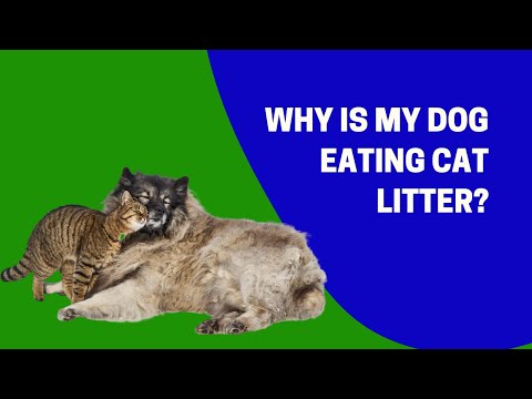 Why is My Dog Eating Cat Litter?