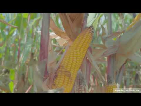 Dammkultur: Feedback zum Anbau von Bio Mais mithilfe des Dammanbau