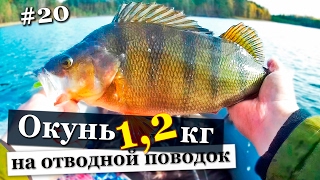 Ловля осенью на отводной поводок