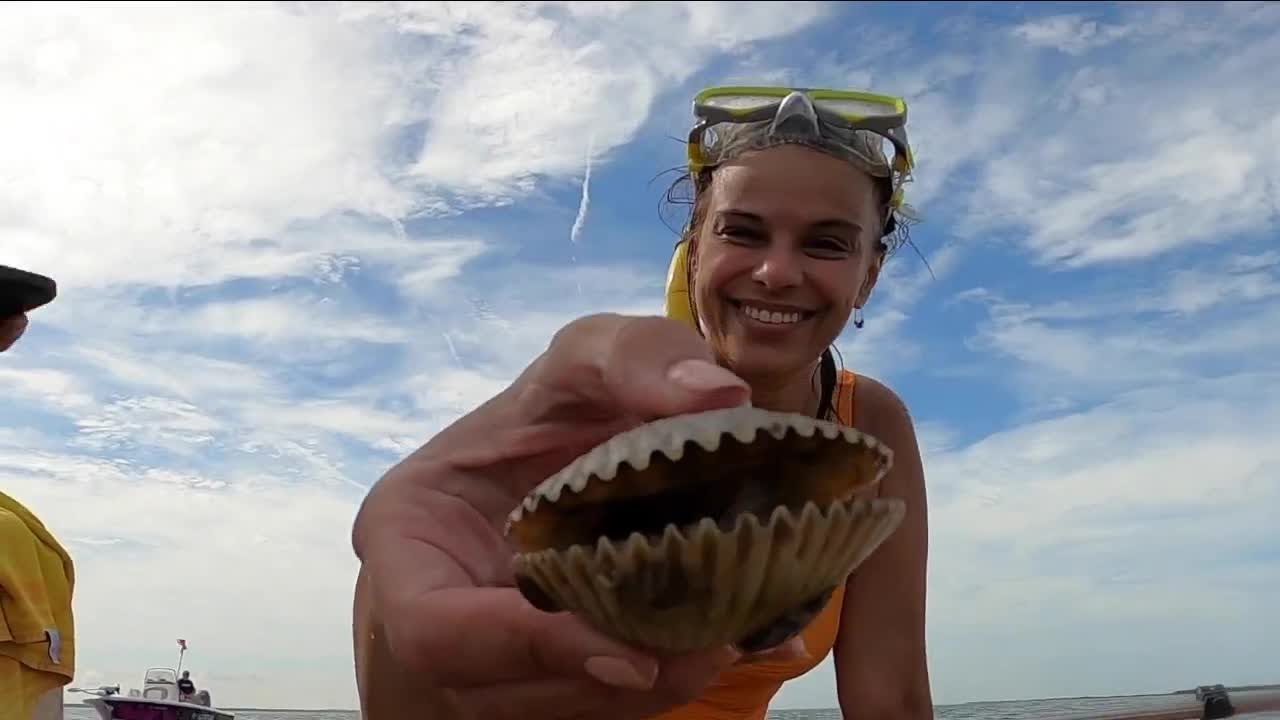 Scallop season reopens in Pasco County starting Aug. 28