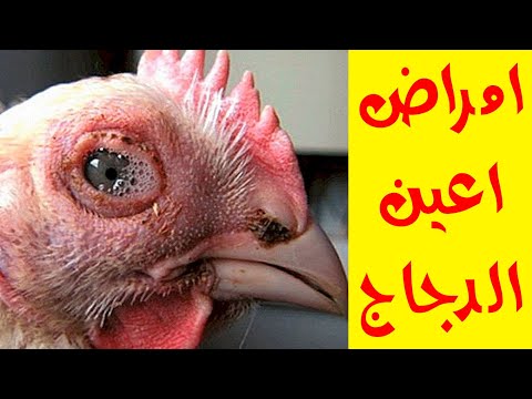 , title : 'علاج امراض اعين الدجاج | احمرار العين والتورم والرغوة وسبب الامراض دي بالتفصيل'