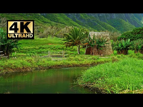Relaxing Music | Green Tropical Paradise 4K 🌴