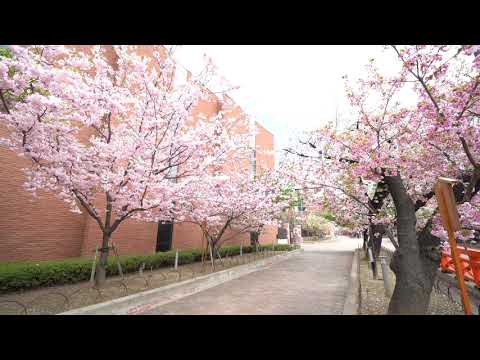 フォトライブラリー大阪｜造幣局の通り抜け 011