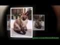 Rex Alemán - El Gato German Rex - Razas de gatos