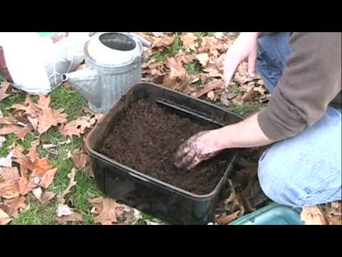 How to Raise European Nightcrawlers