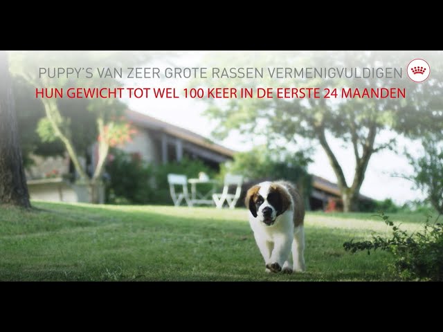 Royal Canin SHN Puppy Giant