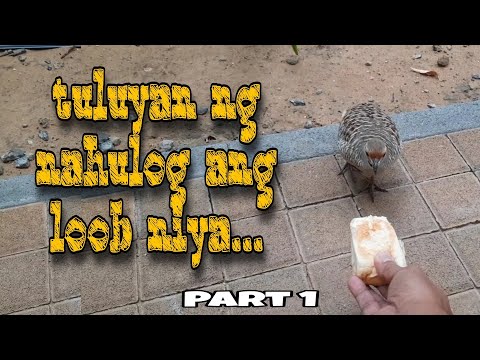 ang sarap mo i adobo @mrs.japersniper7165 @JaperSniperOfficial