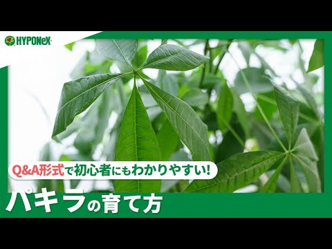 開花したパキラの黄色い葉を剪定する方法