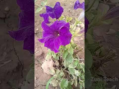 Flowers 🌺 Nature ❤️