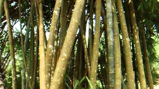 preview picture of video 'アキーラさん！スリランカ・キャンデイの植物園8,botanic-garden,kandy,Srilanka'
