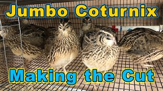 Jumbo Coturnix - Making the Cut