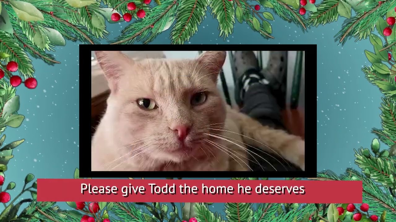 Todd, a Adoptable mixed breed in Sapulpa, OK video 2/4
