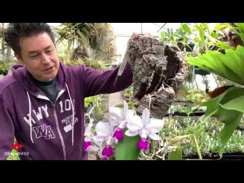 OrchidWeb - Cattleya walkeriana var. perola (specimen plant!)