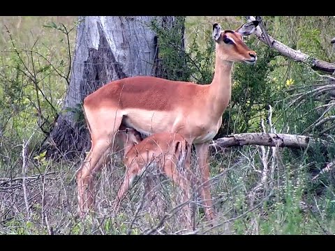 Impala lambs at Djuma. 15 November 2023