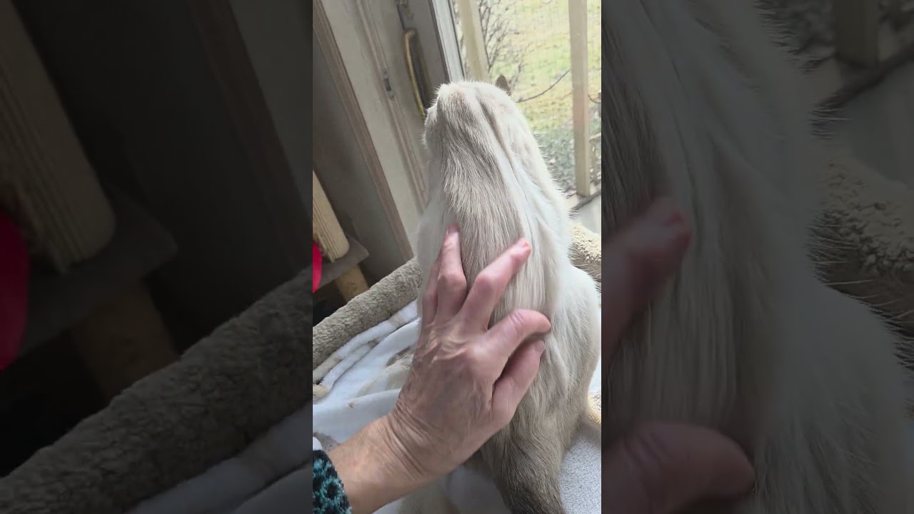 COBY, a ADOPTABLE Siamese in Campbellsport, WI video 2/2