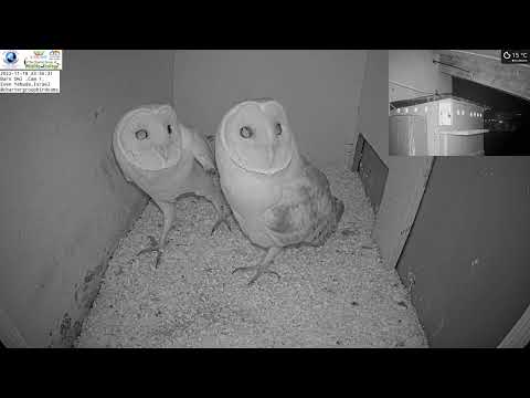 Female barn owl joins make inside nest box for a rest until something startles them.