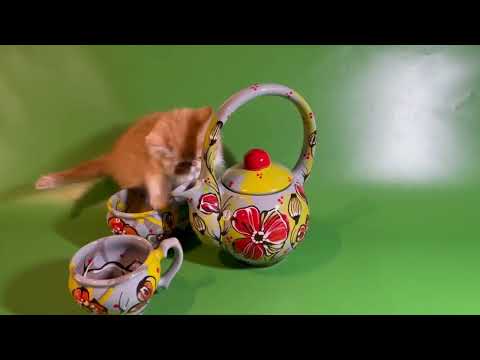 Donumfatorum Nikoletta, exotic shorthair girl