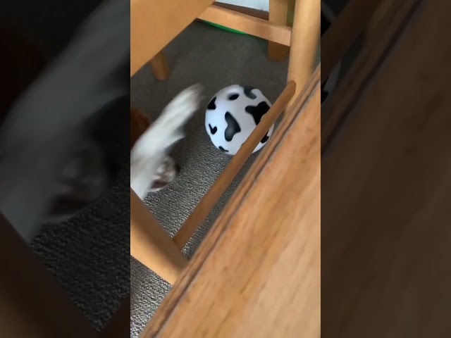 Vídeo relacionado con Dusan Pet Store Interactive Dog Treat Ball Set (5 unidades) - Rojo y verde 5 cm, naranja 6 cm + 7 cm, azul 7 cm