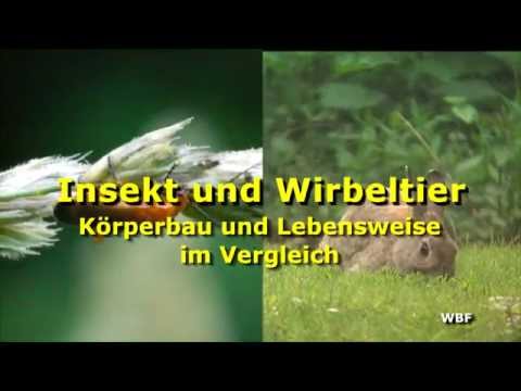 WBF - Insekt und Wirbeltier - Körperbau und Lebensweise im Vergleich (Trailer)