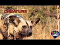 Be The Creature Predators Of The Animal Kingdom Akili Kids