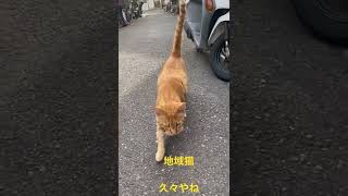 久々の地域猫🐱🐈🐈‍⬛