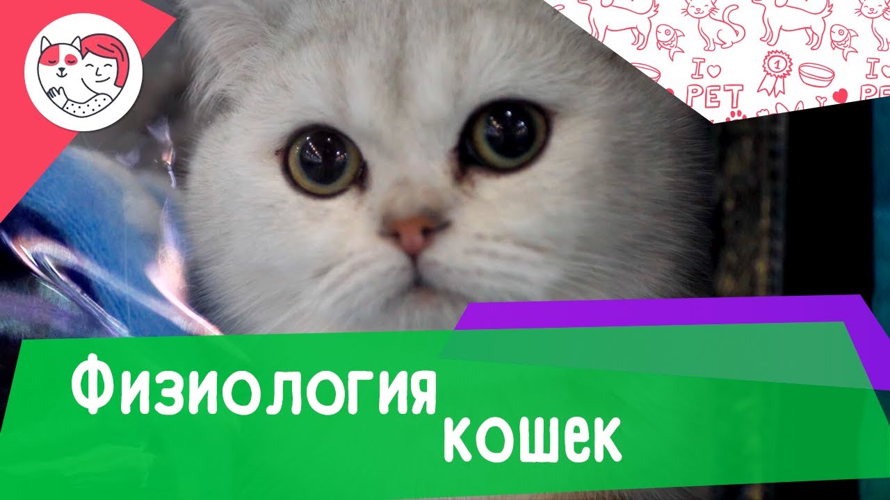 7 интересных фактов о физиологии кошек