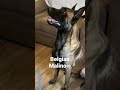 Belgian Malinois Vs German Shepherd, Crossing The Line #dog #dogfunny #doglife
