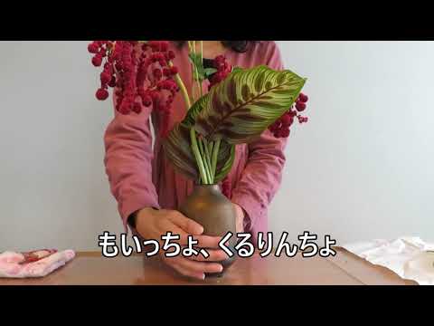 球状アマランサス 植物