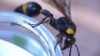 Oreumenes Potter Wasp Eclosion スズバチ蛹の蠕動と成虫♀の羽化