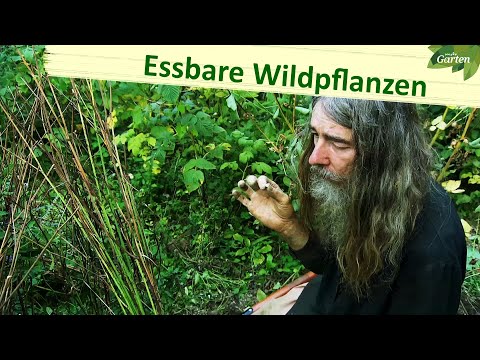 Diese Wildpflanzen sind essbar | MDR