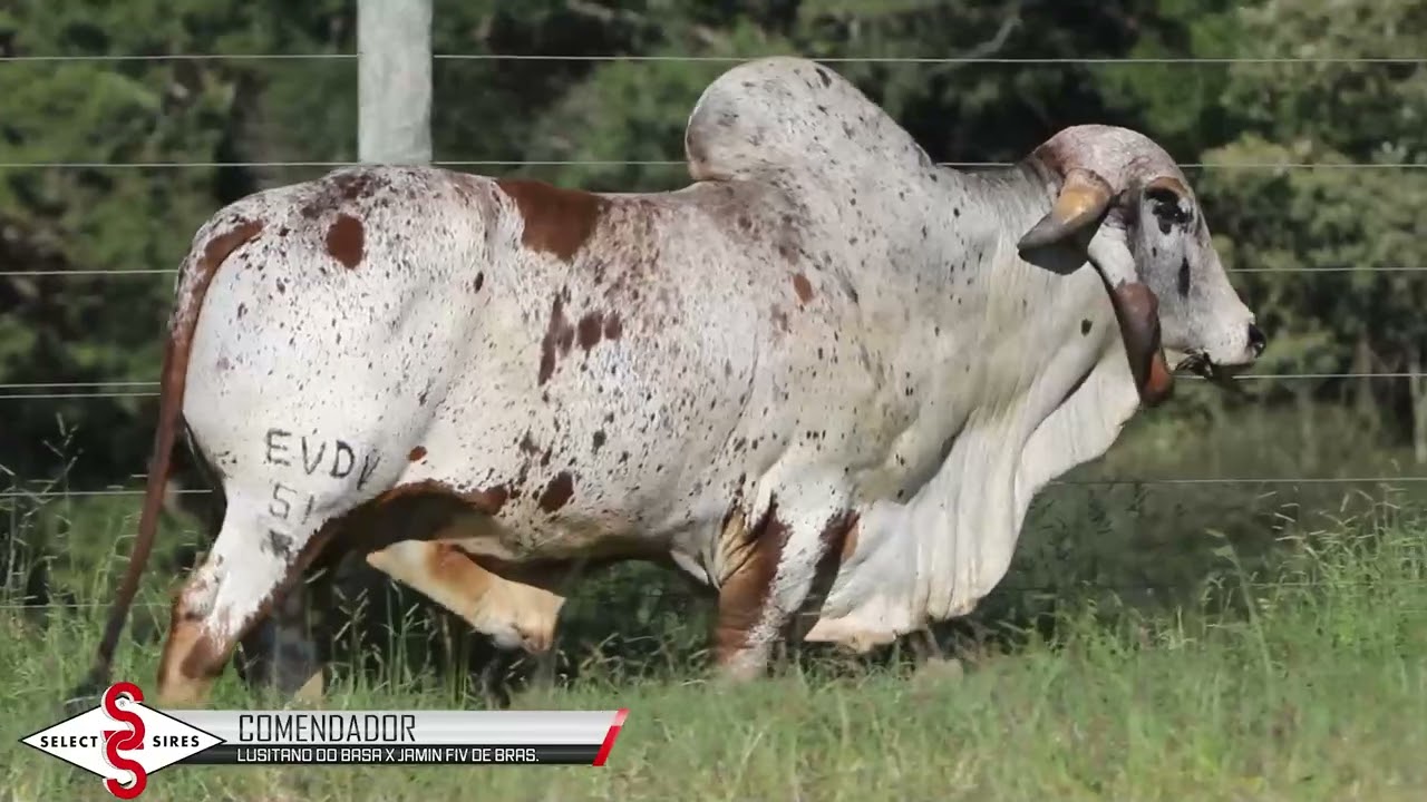 Vídeo COMENDADOR  FIV PADRE BENTO