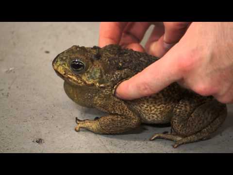 Leap into Laughter: Tickle the Frog 🐸😂 #RibbitingFun