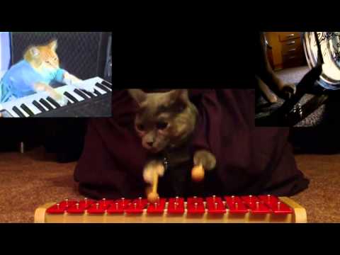 [Random] Ain't Nobody ? Cats !