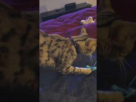 How to teach a Savannah Cat to fetch