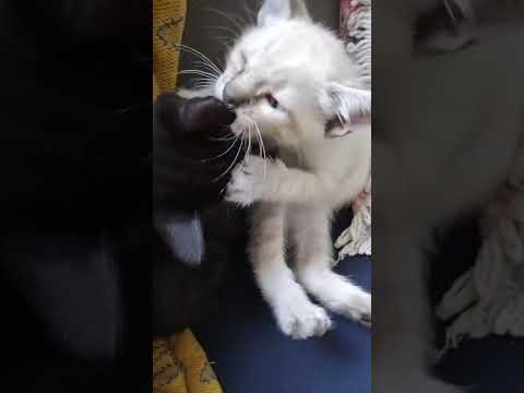 Vídeo de Gatinhos