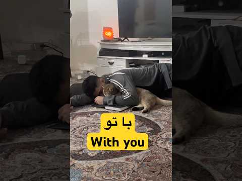 #bato #mahyar #cats #cat #cute