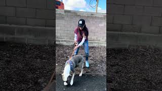 Video preview image #1 Mutt Puppy For Sale in Pasadena, CA, USA