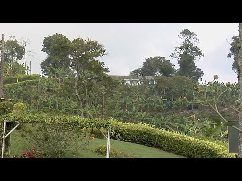 CAFE ORGANICO FINCA LA VERANERA VEREDA LOS BALSOS   BUENA VISTA   QUINDIO
