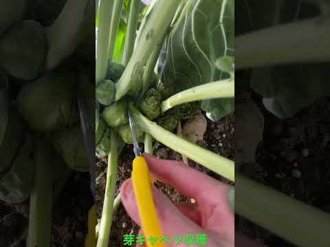 9月から2月にかけて実りの多い収穫を得るために芽キャベツを植えるにはどうすればよいでしょうか?  庭園