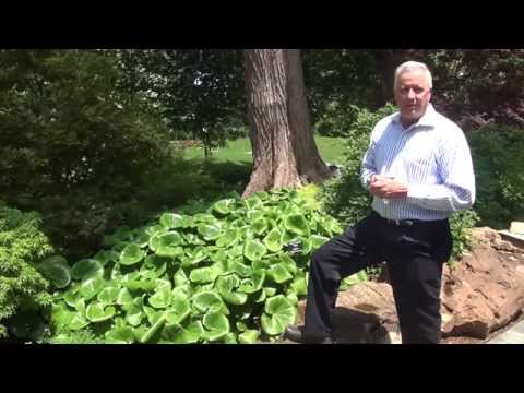 download lagu mp3 mp4 Bears Breech Variegated, download lagu Bears Breech Variegated gratis, unduh video klip Bears Breech Variegated