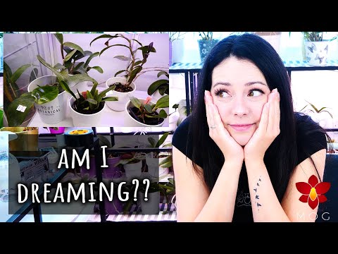 I was seriously NOT expecting this!! 😱 Orchid Haul Watch Season 4 Episode 1 - Orchid Garden