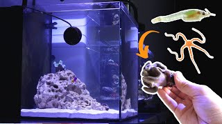 Ep. 6 Unboxing First Coral & Surprising Hitchhikers in the Waterbox Cube 20 | Blue Reef Tank