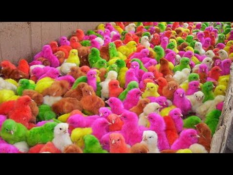 COLOUR CHICKS || Colour Chicken baby ||