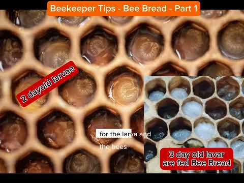 Beekeeper Tips - Bee Bread - part 1