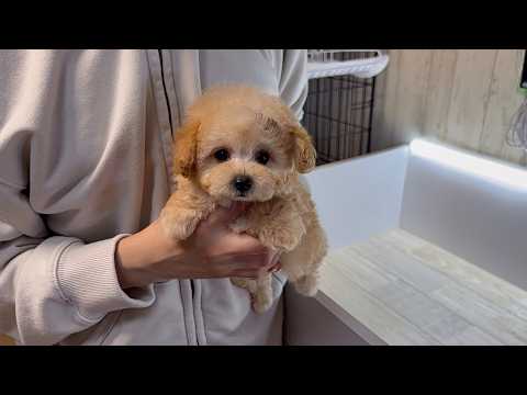 YouTube動画のサムネイル