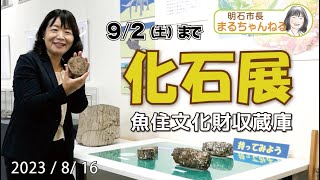 「化石展」 9月2日まで開催中 魚住文化財収蔵庫　2023年8月16日