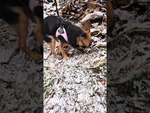 Vitsi🐶🐾 #suomi #koira #dog #dogs #chihuahua #pet #pets #lemmikki