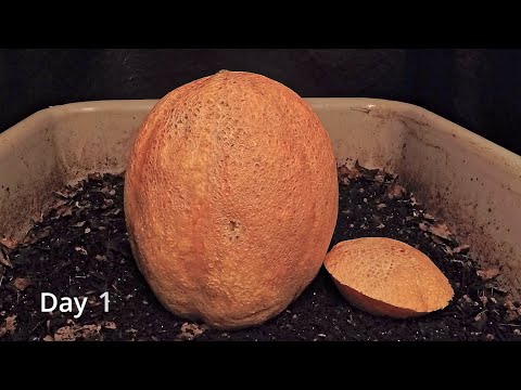 Cantaloupe melon vs Red Wigglers 45-day FULL time-lapse - worm farm vermicompost